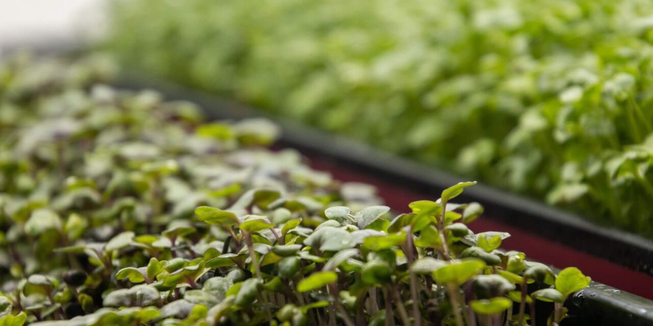 The Eco-Friendly Kitchen: Indoor Herb and Microgreen Growing