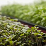 The Eco-Friendly Kitchen: Indoor Herb and Microgreen Growing