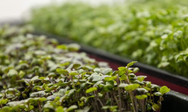 The Eco-Friendly Kitchen: Indoor Herb and Microgreen Growing