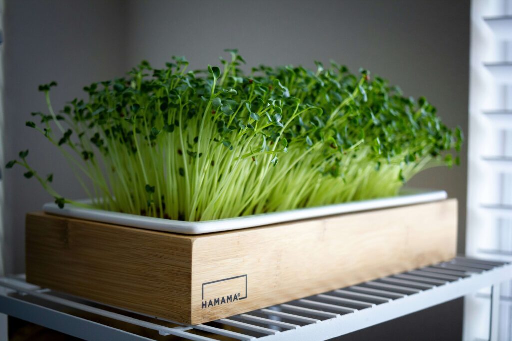 Eco-Friendly Kitchen | Indoor Herb | Microgreens