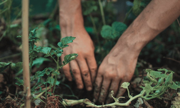 Growing Green: 15 Eco-Friendly Gardening Tips for 2024