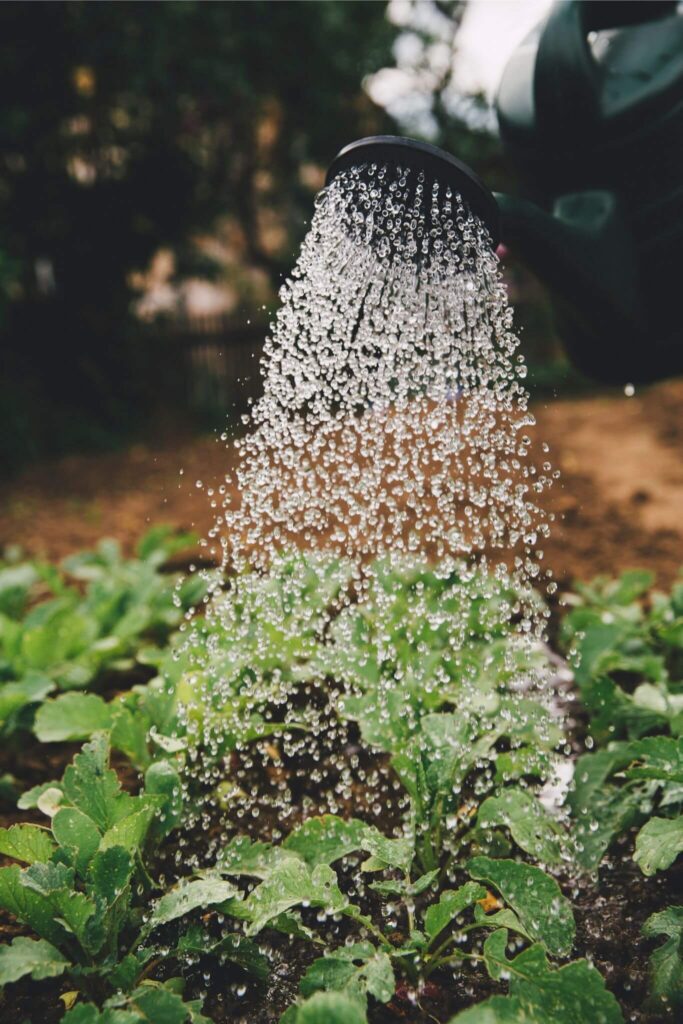 eco-friendly gardening | sustainable gardening tips