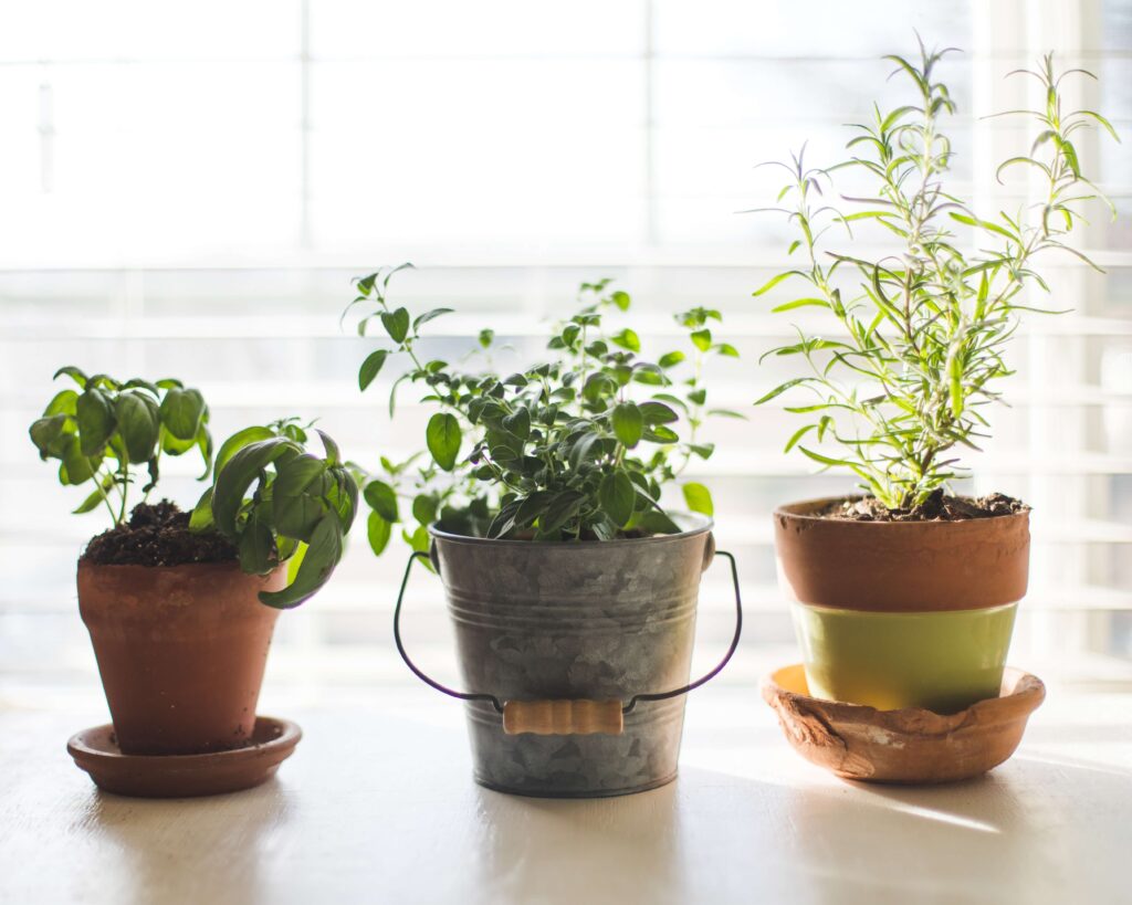 Eco-Friendly Kitchen | Indoor Herb | Microgreens