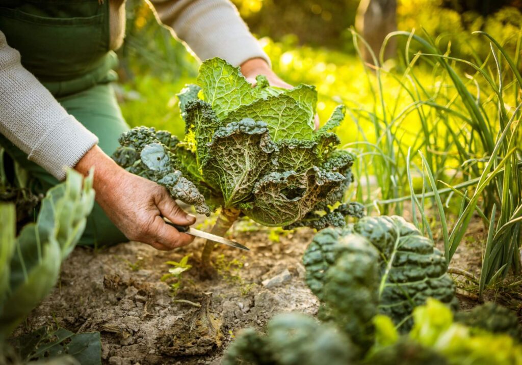 Organic Gardening