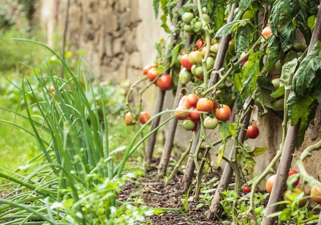 Organic Gardening